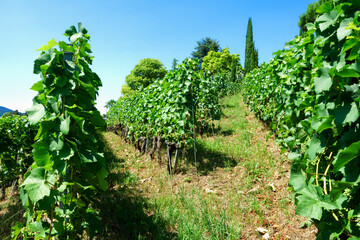 Fototapeta premium Lavaux vineyard in summer, Switzerland