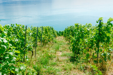 Fototapeta na wymiar Lavaux vineyard in summer, Switzerland
