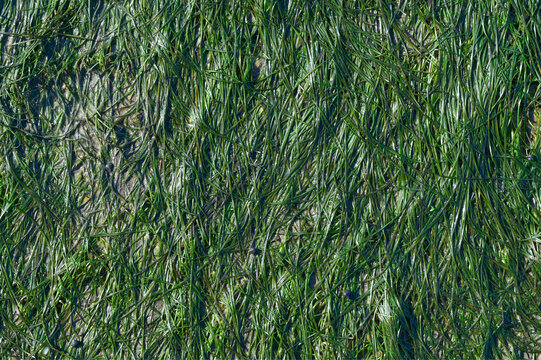 commom dwarf eelgrass resp.Zostera noltii during low tide at North Sea,Wattenmeer National Park,Germany