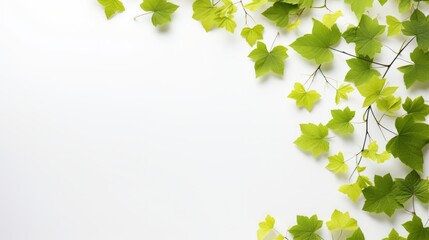 grapevine leaves as border on white background with copy space