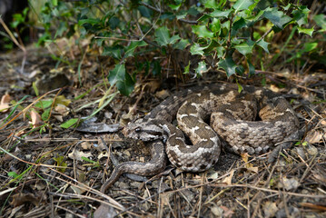 Kleinasiatische Bergotter // Ottoman viper (Montivipera xanthina) - Dalyan, Türkei