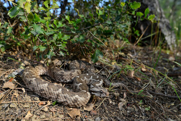 Kleinasiatische Bergotter // Ottoman viper (Montivipera xanthina) - Dalyan, Türkei