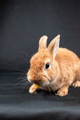 Netherland Dwarf rabbit, isolated on black background