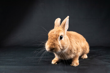 Netherland Dwarf rabbit, isolated on black background