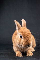 Netherland Dwarf rabbit, isolated on black background