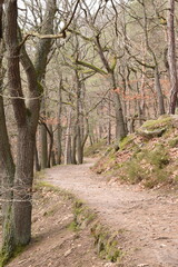 Fototapeta premium path in autumn forest