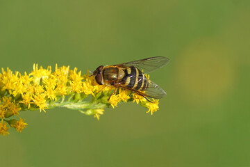 Female Hairy-eyed Flower Fly, Syrphus torvus, family hoverflies (Syrphidae) on flowers of Canadian goldenrod (Solidago Canadensis). Netherlands, summer, September