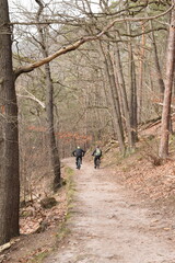 Fototapeta premium path in the woods