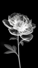 White peony with transparent petals on a black background. Minimalistic flower in x-ray style. Black and white illustration.