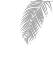 Soft Gray Blurry Palm Leaf Shadow on White, A soft shadow of a Coconut leave cast upon an Isolated white background, evoking a peaceful and natural ambiance.