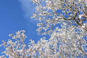 snow covered branches