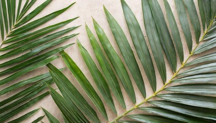 tropical green palm leaf on background file