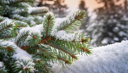fir branch on snow