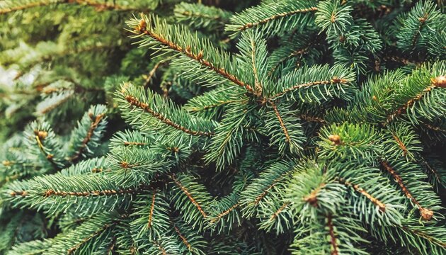 christmas fir tree brunch textured background fluffy pine tree brunch close up green spruce