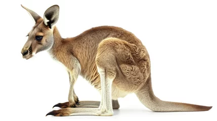 Foto op Plexiglas kangaroo on isolated white background. © buraratn