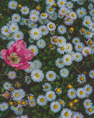 bouquet of daisies