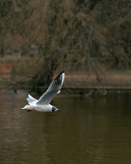 seagull in flight