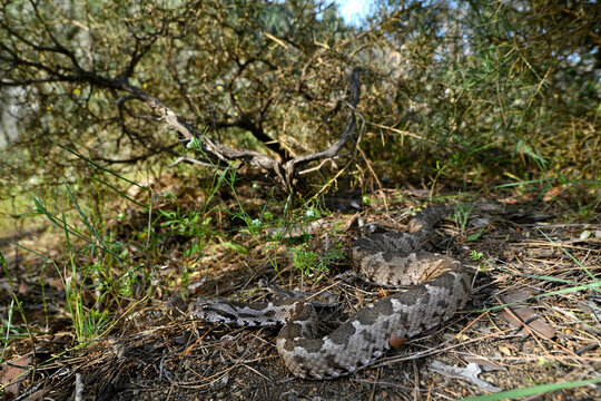 Ottoman viper // junge Kleinasiatische Bergotter (Montivipera xanthina) - Dalyan, Turkey