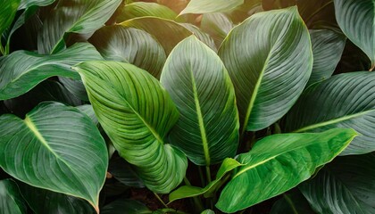 leaves of spathiphyllum cannifolium abstract green texture nature dark tone background tropical leaf