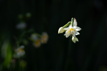 早春に咲くスイセンの花