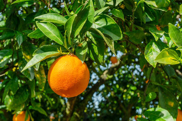 Ripe orange fruit on orange tree between lush foliage. View from below.
