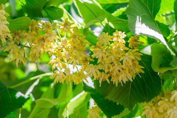 Linden flowers between abundant foliage leaves. Lime tree or tilia tree in blossom. Summer nature...