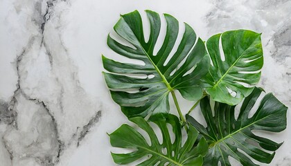 isolate dark green monstera large leaves philodendron tropical foliage plant growing in wild on white mable rock background concept for flat lay summer greenery leaf texture rainforest floral - obrazy, fototapety, plakaty