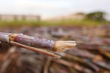 沖縄県宮古島　収穫したサトウキビ