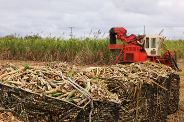 沖縄県宮古島　サトウキビ収穫風景