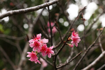 沖縄県宮古島　寒緋桜