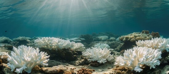 Fototapeta na wymiar Underwater ecosystem with coral colonies held by calcium carbonate.