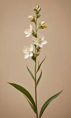 Elegant Home Decor, Single Stem of White Larkspur Flower, Minimalist Floral Art, Tranquil Beauty