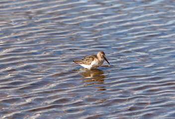 Sandpipers in the Tipperne bird sanctuary