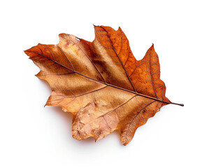 autumn maple leaf on white. Generative Ai.
