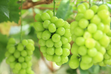 シャインマスカット