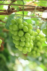 シャインマスカット