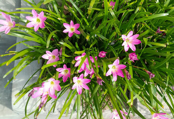 Zephyranthes minuta
Plant