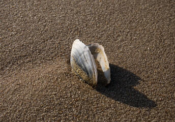 Fototapeta na wymiar Mussel shell in the sand