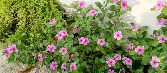 Fototapeta na wymiar Catharanthus roseus plants