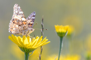 Vanessa cardui resting on ox-eye - Buphthalmum salicifolium