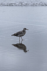 Bird Seagull. Seagull on the beach. Seagull reflections in the water at the beach
