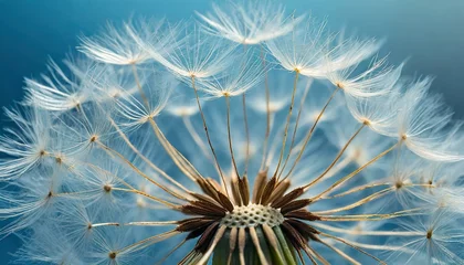 Fotobehang close up of dandelion on the blue background © Paris