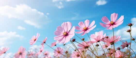 Beautiful Pink Cosmos Flower with blue sky.