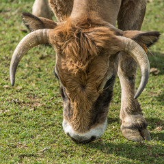 Vache aubracoise sur le plateau d'Aubrac à Prades-d'Aubrac, Aveyron, France