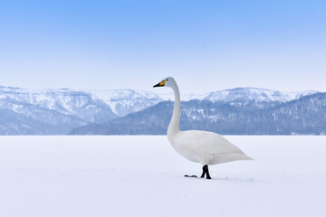 白い雪景色、シンプルな景色とハクチョウの湖