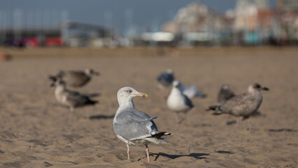Möwe steht am Strand