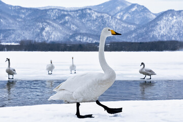 シンプルな景色とハクチョウの湖
