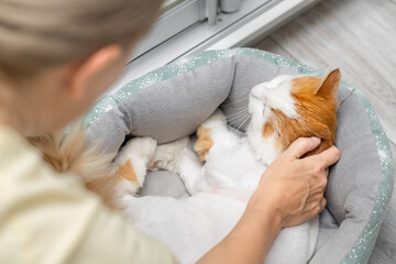 woman stroking a cat lying in a bed