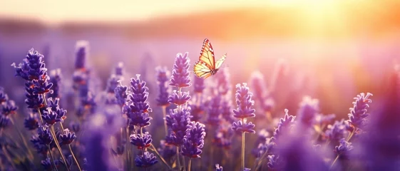 Gartenposter Butterflies Flying on Large purple lavender field with blooming at sunset of day slow motion slide summer. View of field of large bushes of lavender slow motion. Relax. Lens flare © sami