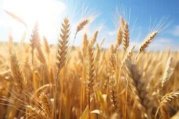 Fototapeta premium golden wheat field